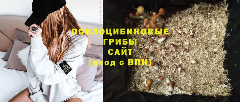 Псилоцибиновые грибы Psilocybine cubensis  Ряжск 